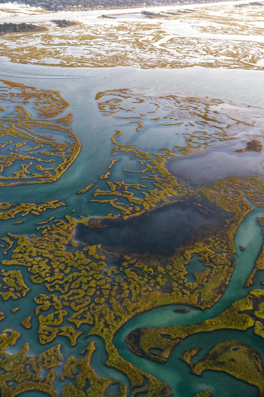 Aerial view of a coastal salt marsh with winding teal waterways cutting through golden-green vegetation.