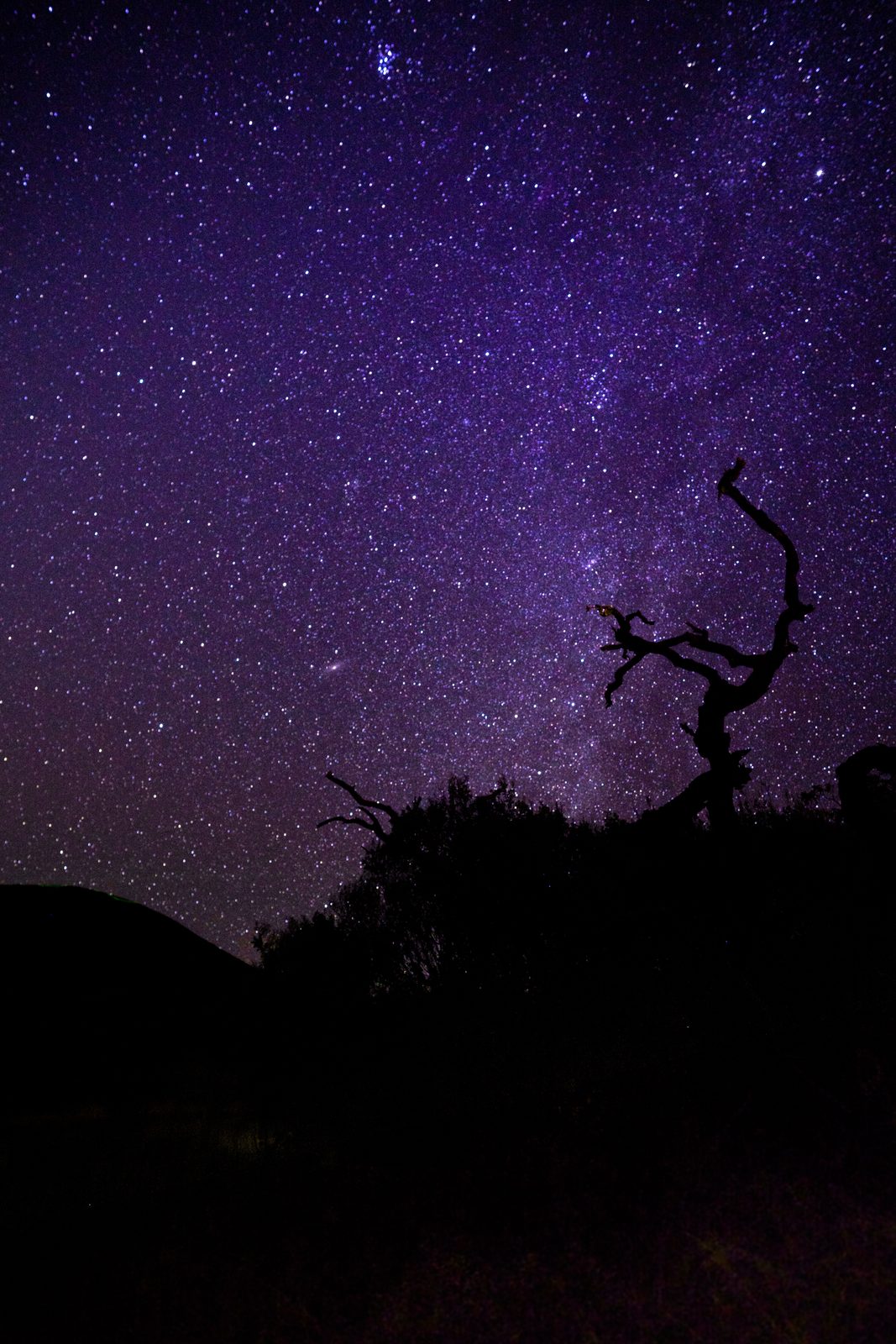 A gnarled tree silhouette stands against a stunning starry night sky filled with countless twinkling stars.